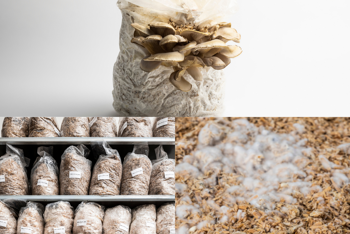 Top: Mushrooms growing from a bag. Bottom left: Bags of mushroom substrate. Bottom right: Close-up of mycelium on substrate.