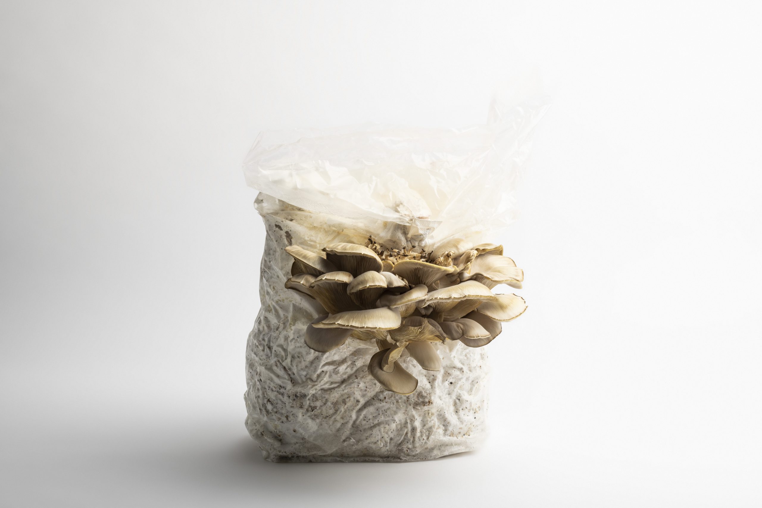 A plastic bag of mushroom spawn with oyster mushrooms growing out of it against a white background.